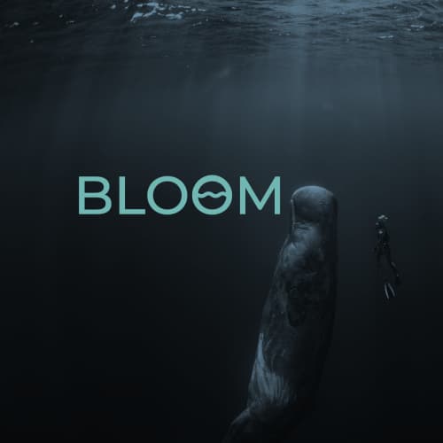 Visuel montrant le logo bloom sur une photographie de fond marin, le logo est cyan clair et une vague est présent dans le deuxieme o de bloom